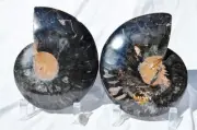 Large Black Ammonite Pair Crystals 110myo Dinosaur age FOSSIL 170mm 6.6" 9541cc