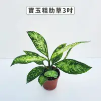 在飛比找momo購物網優惠-【Gardeners】寶玉粗肋草 3吋盆 -1入(室內植物/