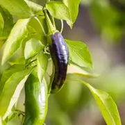 Chilli - Pink Tiger seeds