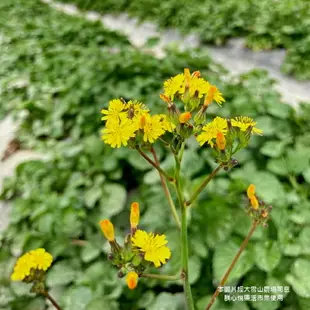 【大雪山農場】蒲公英茶 20包/盒