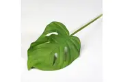 Single Monstera Leaf