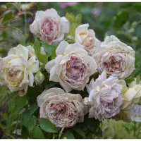 在飛比找蝦皮購物優惠-無刺 金色玫瑰長袍 紫色 蔓性 玫瑰花月季 植株盆栽