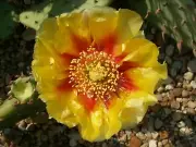 Opuntia cespitosa f. McHenry Co. x 'Coombe's Winter Glow' - 10 seeds, seeds