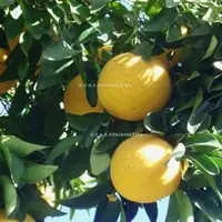 在飛比找PChome商店街優惠-(舒亞)葡萄柚(白)(墨西哥)GRAPEFRUIT WHIT
