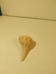 Hand Picked Floridian Sea Shell - Left Handed Whelk
