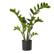 [James Lane] Zanzibar Potted - 37cm x 28cm x 70cm