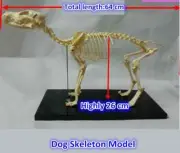 Small Dog Canine Pvc Skeleton Model Animal Skeleton Model High Quality New US