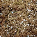 珍珠石混水苔 食蟲植物 觀葉植物 蘭花