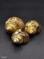 3 x turbo petholatus Sea shells. 2". Hermit crab. Beach decor. Collectors.