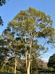 Buy Lemon Scented Gum Trees (Corymbia citriodora)