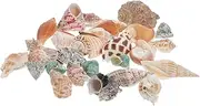 POPETPOP 1 Set Aquarium Conch Decor Hermit Crabs Shells Fish Tank Aquarium Adorns