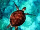 wall art decor for living room sea turtle ocean marine art poster