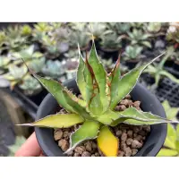 在飛比找蝦皮購物優惠-agave horrida 霍利達  龍舌蘭 / 實生 3.