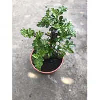 在飛比找蝦皮購物優惠-cc花草舖-胡椒木/3寸小品/室外植物/觀葉植物