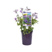 140mm Salvia - Salvia So Cool Purple