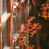 在飛比找松果購物優惠-家居裝飾 必備 左岸麥田 漿果軟藤仿真花藤 紅色 空調管纏繞