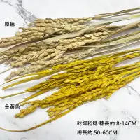 在飛比找松果購物優惠-天然乾燥稻穗 稻米 乾燥花圈 乾燥花束 拍照道具 手作素材 