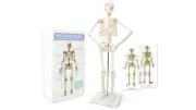Human Body Skeleton Model Anatomy Spine Ribs High Quality Scientific Purpose Lab