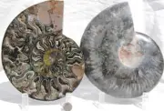 Large Black Ammonite PAIR Deep Crystals 110myo FOSSIL XL 192mm 7.6" 1739aa