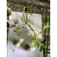 在飛比找蝦皮購物優惠-花囍園_季節花卉植物—天宮石斛蘭(單株)--石斛蘭屬~多年生