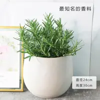 在飛比找momo購物網優惠-【森林有塊田】直立型迷迭香 最受歡迎的香料 陽光植物