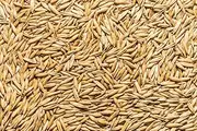 Thunder Acres Non GMO, Certified Organic, Oat Seed (1 lb.)