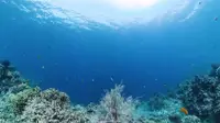 在飛比找雄獅旅遊優惠-《水漾宿霧》暢遊雙島(薄荷島與鯨鯊共游、出海追豚、資生堂島浮