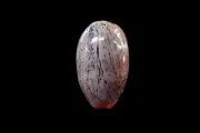 Sea shell - Cypraea Isabela- 32mm
