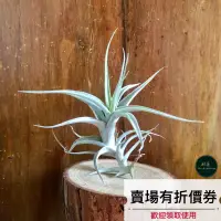 在飛比找蝦皮購物優惠-植藝-阿比達 ✧銀白質感✧ Tillandsia albid