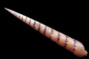 Sea shell - Terebra pretiosa- 100mm