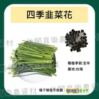 在飛比找蝦皮購物優惠-【台灣出貨 電子發票】四季韭菜花 種子 0.2g(約45顆)