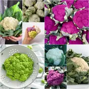 Cauliflower - Heirloom Mix seeds