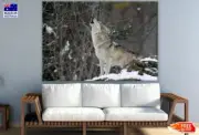 Wolf Hooting Closeup Photograph Wall Canvas Home Decor Australian Made Quality