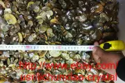 2.2lb (1kg) 70-90pcs Natural Ammonite Shell Crystal Fossil Specimen Madagascar