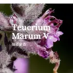 順勢糖球【貓百里香●TEUCRIUM MARUM V. 】HOMEOPATHIC GRANULE（➖堵塞贅生➕吐納康泰）