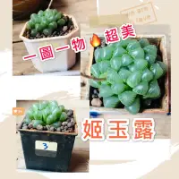 在飛比找蝦皮購物優惠-姬玉露👉一圖一物 多肉植物 整株出售 療癒盆栽 綠化陽台 綠