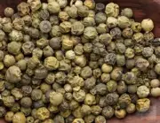 Piper Nigrum (Green Peppercorn) 50 seeds