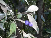 Buy Lilly Pilly Blue Plants/Shrub/Tree (Syzygium oleosum)