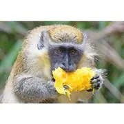 Save 10.01%! Barbados Shore Excursion: Wildlife Encounter and Beach Day