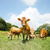 在飛比找蝦皮購物優惠-[苗栗]飛牛牧場-動物農莊一日遊(免預約)