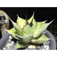 在飛比找蝦皮購物優惠-［吾室］熊貓嚴龍/吾室多肉植物 龍舌蘭agave titan