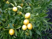 Buy Lemon Fino Fruit Trees (Citrus limon)