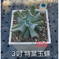 在飛比找蝦皮購物優惠-特葉玉蝶  多肉植物