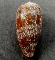 Conus textile 87.5 mm GEM BEAUTIFUL fat body shaped DARK unusual pattern "