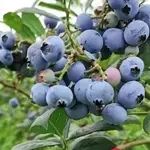 ❥^藍莓果樹苗 藍莓種苗 藍莓盆栽地栽 四季種植藍莓苗 當年結果 超甜大果 南北方大果 陽台庭院種植 水果樹苗❤
