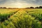 Springtime Rural Farm Landscape With Wheat Field At Sunset Poster 18x12