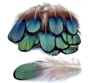 20pcs Lady Amherst Natural Green Pheasant Feathers DIY Craft Millinery Jewellery