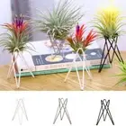 Hanging Flower Shelf DIY Air Pineapple Rack Living Room Ornament