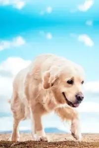 在飛比找博客來優惠-Golden Retriever Dog Pup Puppy