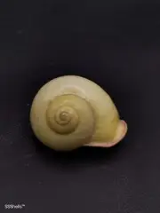 BIG Calocochlea chrysocheila land snail. 50mm collectors sea shell 11271